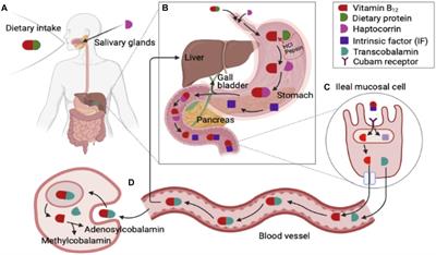 Vitamin B12 (Cobalamin) and Micronutrient Fortification in Food Crops Using Nanoparticle Technology